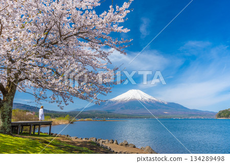 Lake Yamanaka Sakura 134289498
