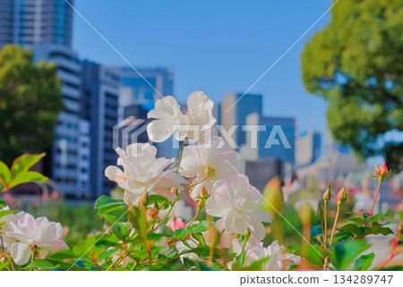 令人心曠神怡的都市綠洲 134289747