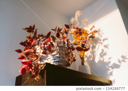 Tradescantia with red leaves sun rays Tradescantia with red leaves sun rays 134289777