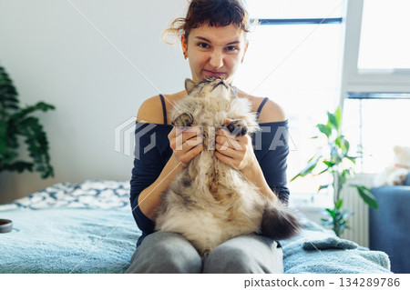 woman's hands hugging and scratching a fluffy gray cat 134289786
