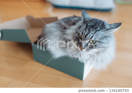 gray fluffy domestic cat in a cardboard box 134289793