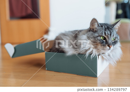 gray fluffy domestic cat in a cardboard box 134289797