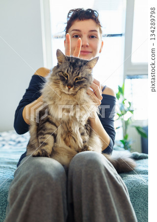 woman's hands hugging and scratching a fluffy gray cat 134289798