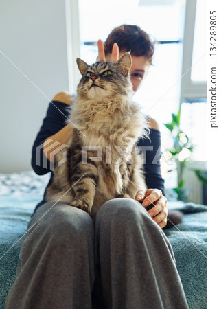 woman's hands hugging and scratching a fluffy gray cat woman's hands hugging and scratching a fluffy gray cat 134289805