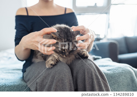 woman's hands hugging and scratching a fluffy gray cat 134289810