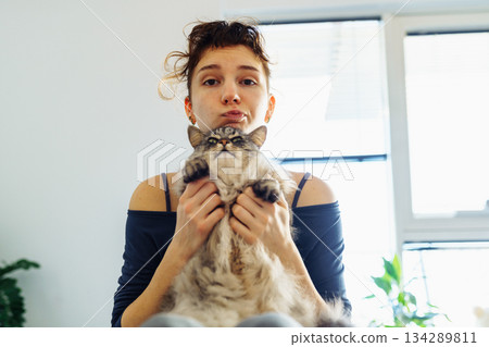 woman's hands hugging and scratching a fluffy gray cat woman's hands hugging and scratching a fluffy gray cat 134289811