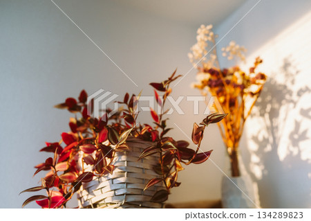 Tradescantia with red leaves sun rays 134289823