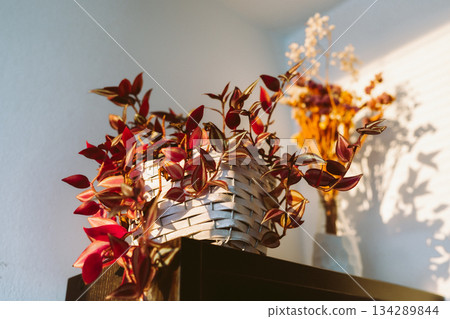 Tradescantia with red leaves sun rays Tradescantia with red leaves sun rays 134289844