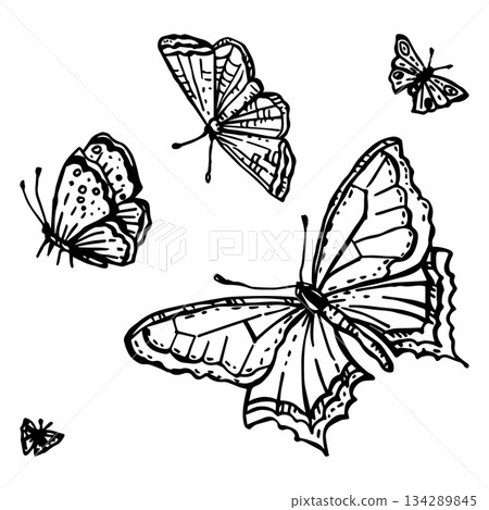 A set of vector butterflies for alpine meadows A set of vector butterflies for alpine meadows 134289845