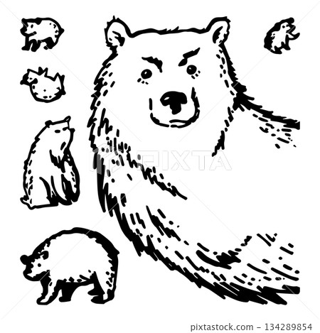 Set of vector bears in different sizes Set of vector bears in different sizes 134289854