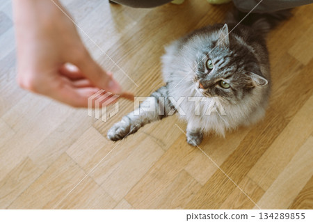 Training pet cat for treats Training pet cat for treats 134289855