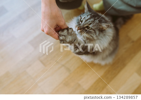 Training pet cat for treats Training pet cat for treats 134289857