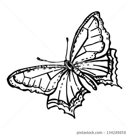 Vector butterfly for alpine meadows Vector butterfly for alpine meadows 134289858