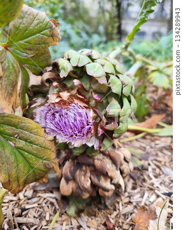 Artichoke bud lat. Cynara scolymus bloomed 134289943