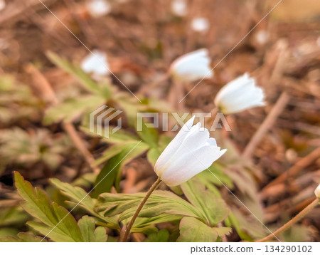 Small white flowers blooming in the mountains - Anemone kikuzakii (Chrysanthemum sieboldii) Small white flowers blooming in the mountains - Anemone kikuzakii (Chrysanthemum sieboldii) 134290102