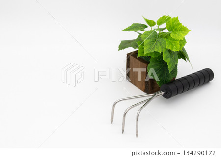 A three-pronged rake and a potted plant on a white background. Image of gardening and horticulture. A three-pronged rake and a potted plant on a white background. Image of gardening and horticulture. 134290172