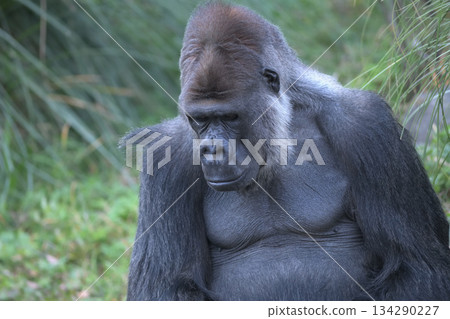 大猩猩低頭說：“有些事我不能告訴我的同伴們。” 134290227