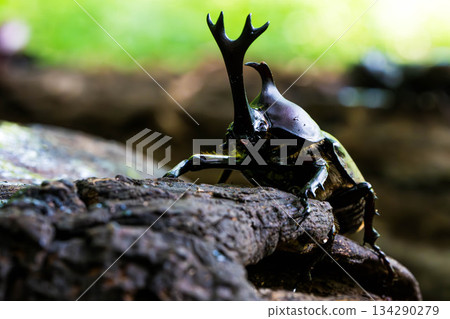 Rhinoceros beetle (02) Rhinoceros beetle (02) 134290279
