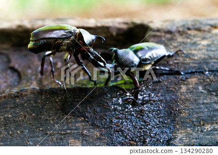 Rhinoceros beetle (03) Rhinoceros beetle (03) 134290280