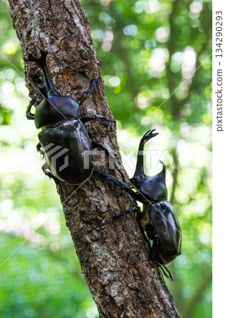 Rhinoceros beetle (10) Rhinoceros beetle (10) 134290293