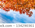 秋天的樹葉 134290361
