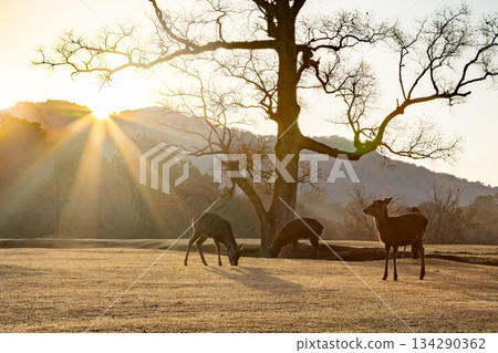 秋天的奈良 134290362