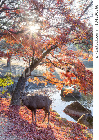 秋葉奈良 134290366