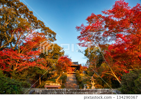 秋日的千住寺,被紅葉染成一片火紅。 秋日的千住寺,被紅葉染成一片火紅。 134290367