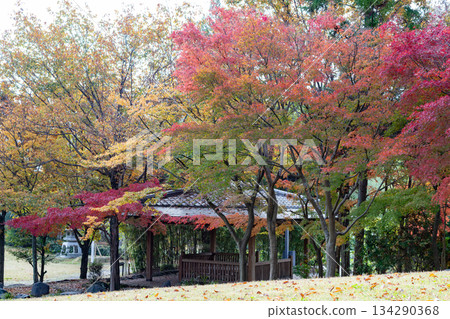 風景與秋天的落葉 134290368