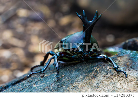 Rhinoceros beetle (12) 134290375
