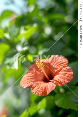Brilliant hibiscus 134290378