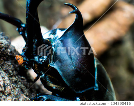 Rhinoceros beetle (23) 134290416