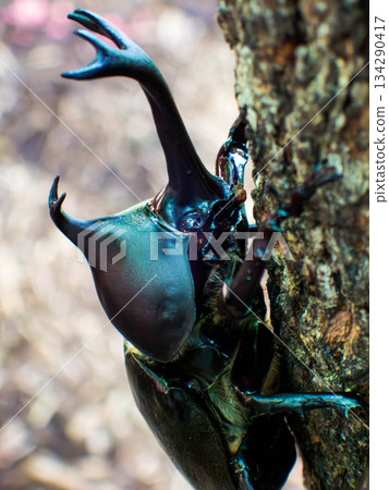 Rhinoceros beetle (24) Rhinoceros beetle (24) 134290417