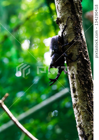Rhinoceros beetle (25) 134290418