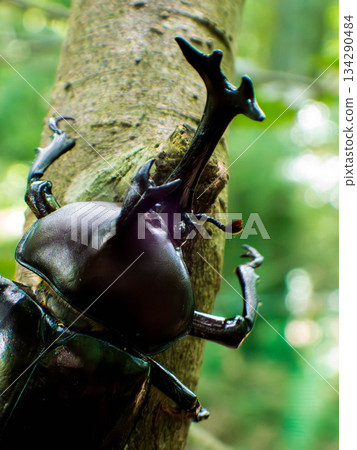 Rhinoceros beetle (31) Rhinoceros beetle (31) 134290484