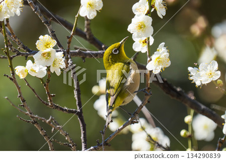 白眼蟲（119） 134290839