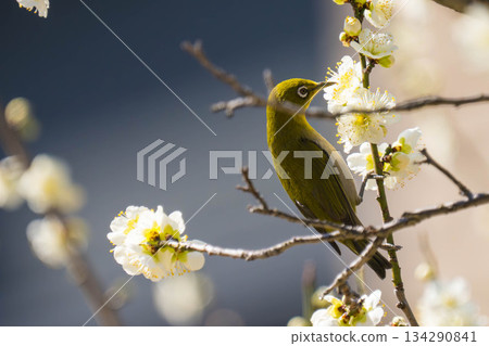 White-eye (117) White-eye (117) 134290841
