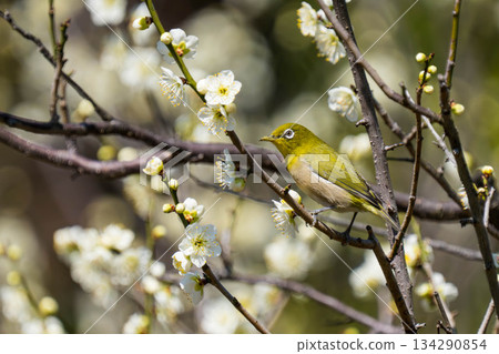 White-eye (105) 134290854