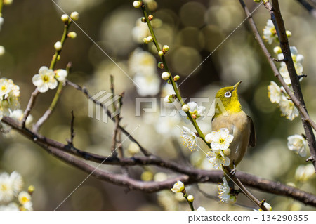 白眼蟲（104） 134290855