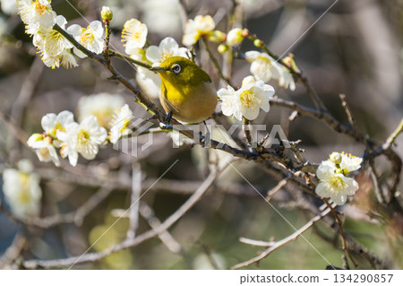 White-eye (102) White-eye (102) 134290857