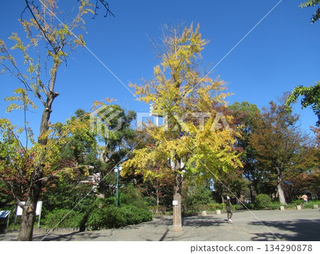 哈馬喬公園附近 134290878