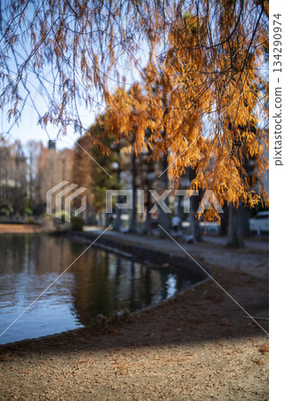 Beautiful autumn foliage in a park at Besshonuma Park in Saitama City in December 134290974