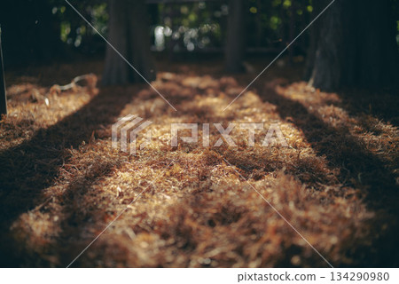 Beautiful autumn foliage in a park at Besshonuma Park in Saitama City in December 134290980