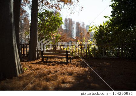 十二月,埼玉市別生沼公園的秋葉美不勝收。 十二月,埼玉市別生沼公園的秋葉美不勝收。 134290985