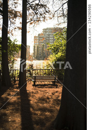 十二月,埼玉市別生沼公園的秋葉美不勝收。 十二月,埼玉市別生沼公園的秋葉美不勝收。 134290986