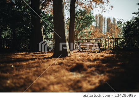 Beautiful autumn foliage in a park at Besshonuma Park in Saitama City in December 134290989