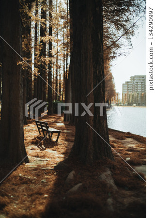 Beautiful autumn foliage in a park at Besshonuma Park in Saitama City in December Beautiful autumn foliage in a park at Besshonuma Park in Saitama City in December 134290997