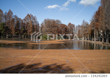 Beautiful autumn foliage in a park at Besshonuma Park in Saitama City in December Beautiful autumn foliage in a park at Besshonuma Park in Saitama City in December 134291003