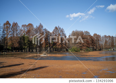 十二月，埼玉市別生沼公園的秋葉美不勝收。 134291006