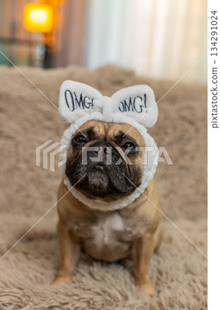 Cute pug dog with soft headband blinking sleepily on sofa, cozy calm, peaceful sleepy pet portrait Cute pug dog with soft headband blinking sleepily on sofa, cozy calm, peaceful sleepy pet portrait 134291024